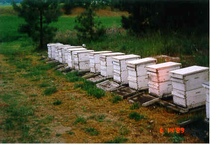 Bee yard Mead.TIF (386400 bytes)