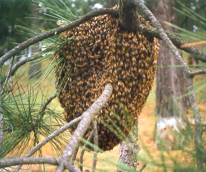 Swarm in Tree.jpg (50773 bytes)